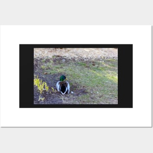 Mallard sitting on land Posters and Art